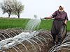 "Тютюн", постановка